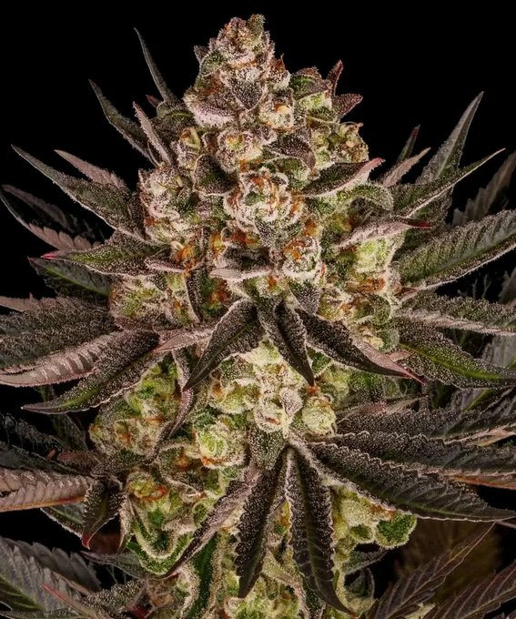 A close-up macro photograph of a mature cannabis bud, displaying dense green and purple flowers covered in frosty trichomes.
