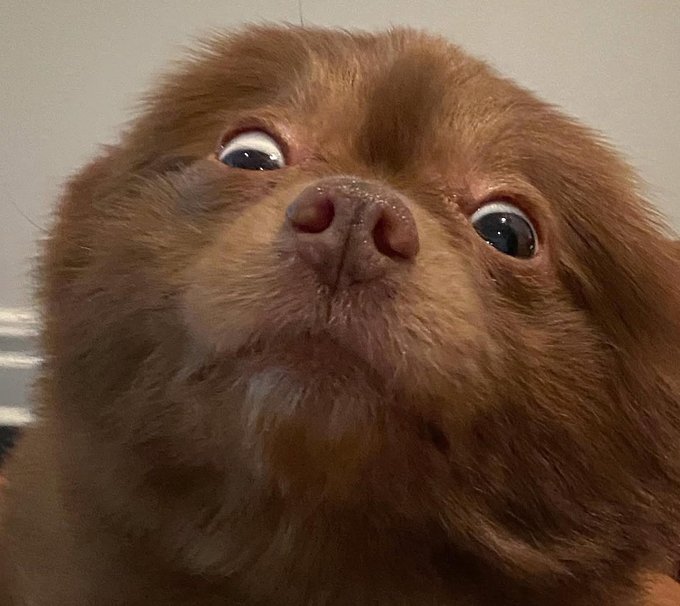 A close-up photo of a fluffy brown Pomeranian dog looking upward with wide, expressive eyes.