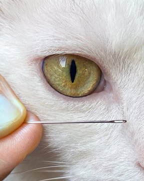 A close-up of a white cat's face featuring large yellow eyes, with a person's fingers holding a needle-like object horizontally in front of it.
