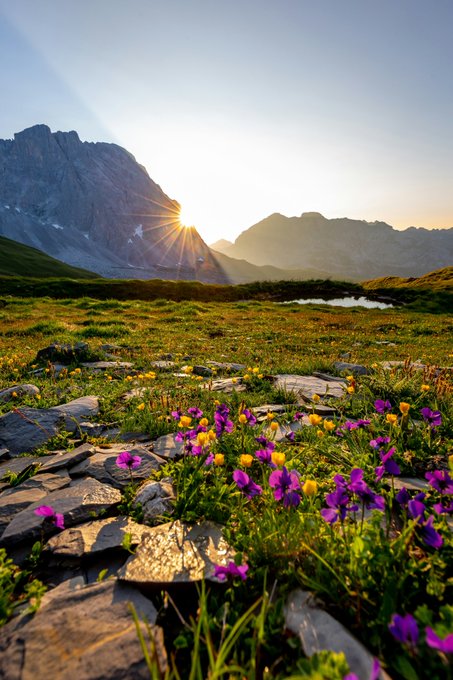 A scenic mountain landscape at sunrise or sunset, with the sun shining over rugged peaks above a grassy meadow filled with purple and yellow wildflowers.