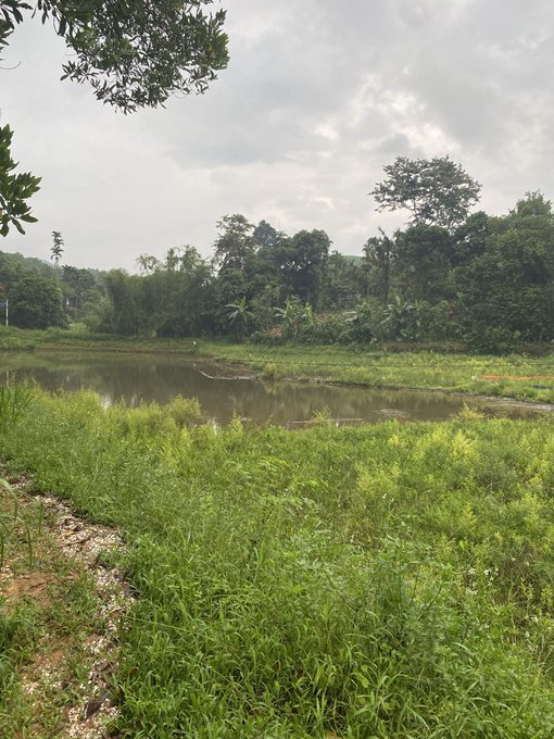 A tranquil pond surrounded by lush green vegetation and trees under an overcast sky, with a small stick or branch visible in the water.