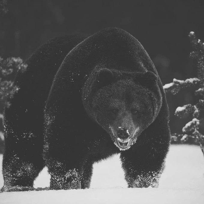 A dramatic black and white photograph shows a massive black bear with snow on its fur snarling in a snowy landscape.