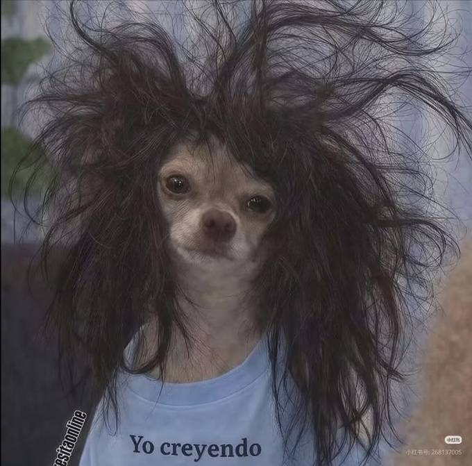 A small dog with extremely messy, wild black hair appears on a person's head, with the text 'Yo creyendo' on their shirt.