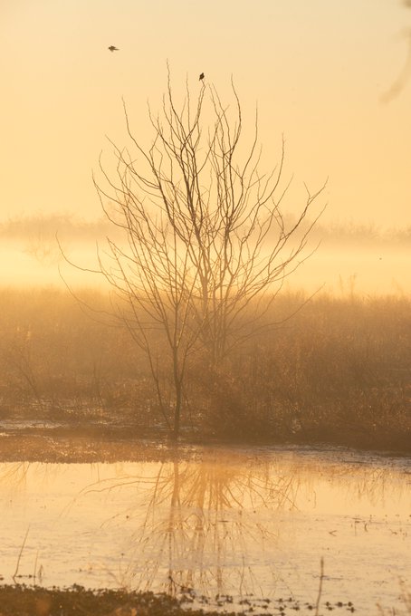 A bare tree stands in a misty wetland at sunset, with two birds perched on its branches and their reflections visible in the water below.