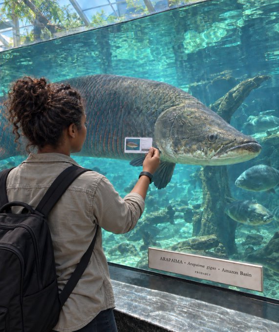 A woman with curly hair and a backpack holds up a card to compare its size to a large arapaima fish in an aquarium tank labeled 'ARAPAIMA • Arapaima Gigas • Amazon Basin'.