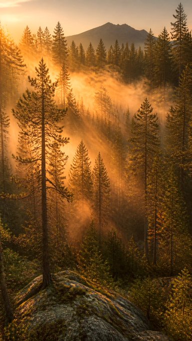 A scenic landscape photograph of tall pine trees bathed in golden sunlight, with mist and a mountain in the background.