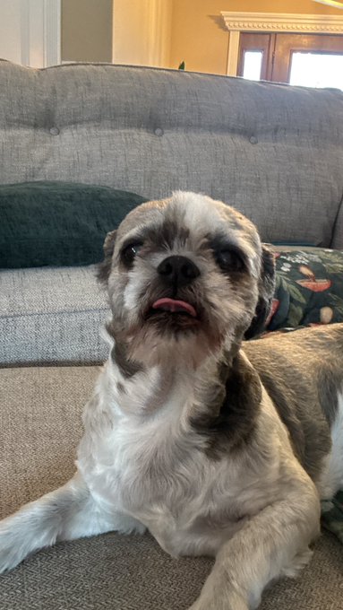 A small, scruffy gray and white dog sits on a couch, looking at the camera with its tongue slightly sticking out in what appears to be a smile.