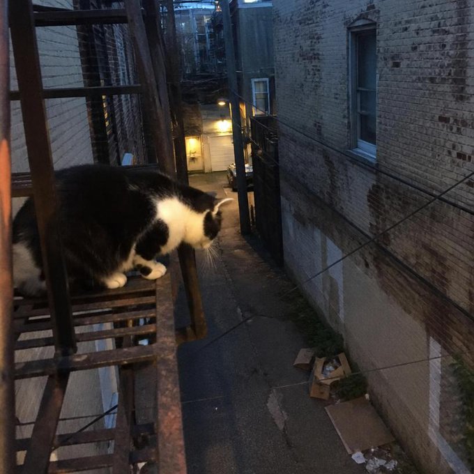 A black-and-white cat perches on a fire escape in a narrow brick alleyway at dusk, gazing downward like the seasoned "straycat" watching over the city. The image captures the watchful, never-inside street-cat persona the post leans into, with the alley serving as its gritty urban kingdom.