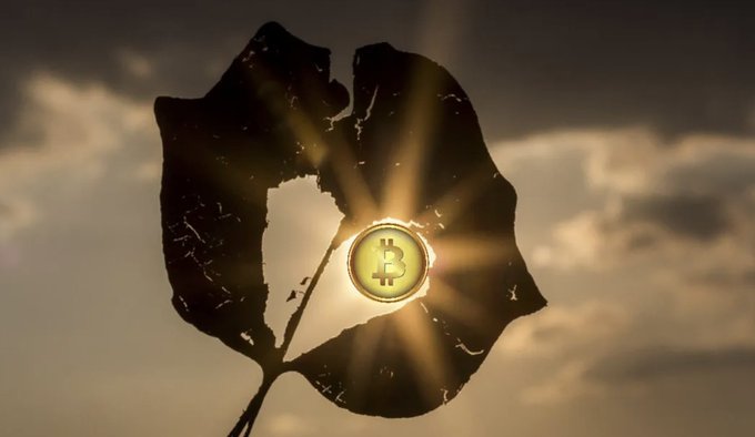 A stylized image showing a Bitcoin coin glowing with light emanating from within a fragmented leaf-shaped silhouette against a cloudy sky.