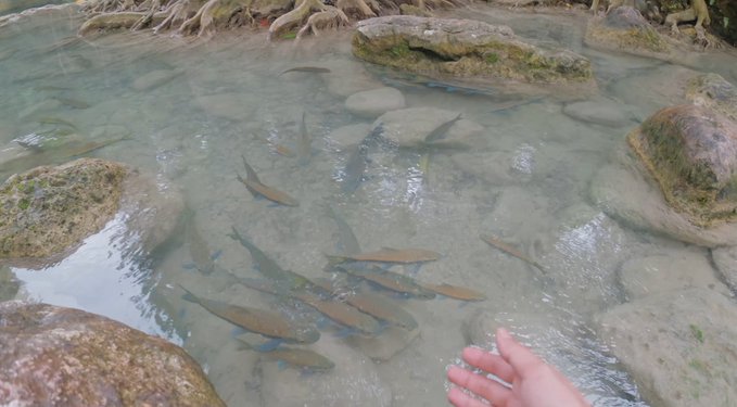 A school of fish swims in clear shallow water among mossy rocks as a person's hand reaches toward them from the bottom right of the frame.