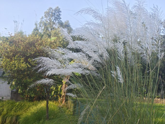 An outdoor photograph showing tall ornamental grass with feathery white plumes in the foreground, with green trees and a clear sky in the background.