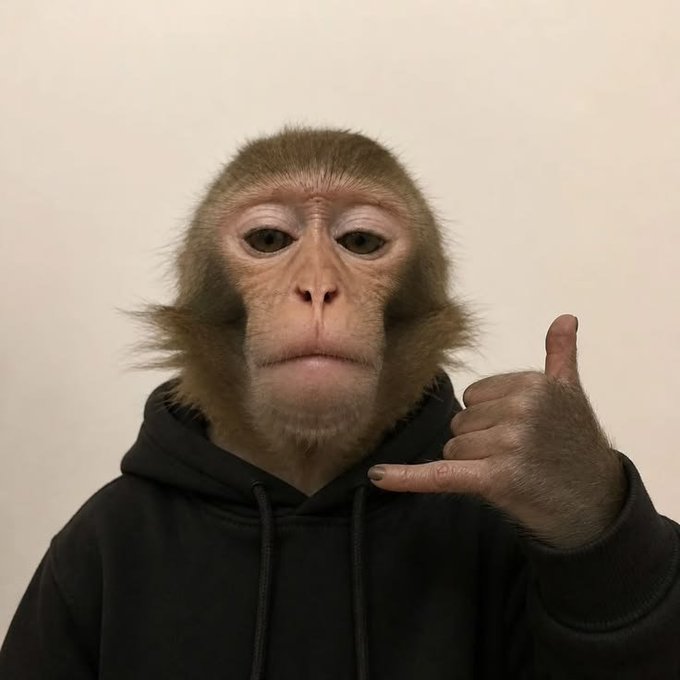 A photograph of a monkey wearing a black hoodie, making a hand gesture with the pinky and thumb extended (the 'call me' or 'shaka' sign) against a plain cream-colored background.