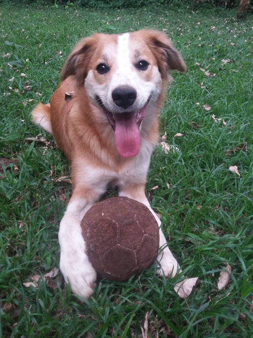 A happy brown and white dog lies in green grass with a worn soccer ball between its paws, tongue hanging out.