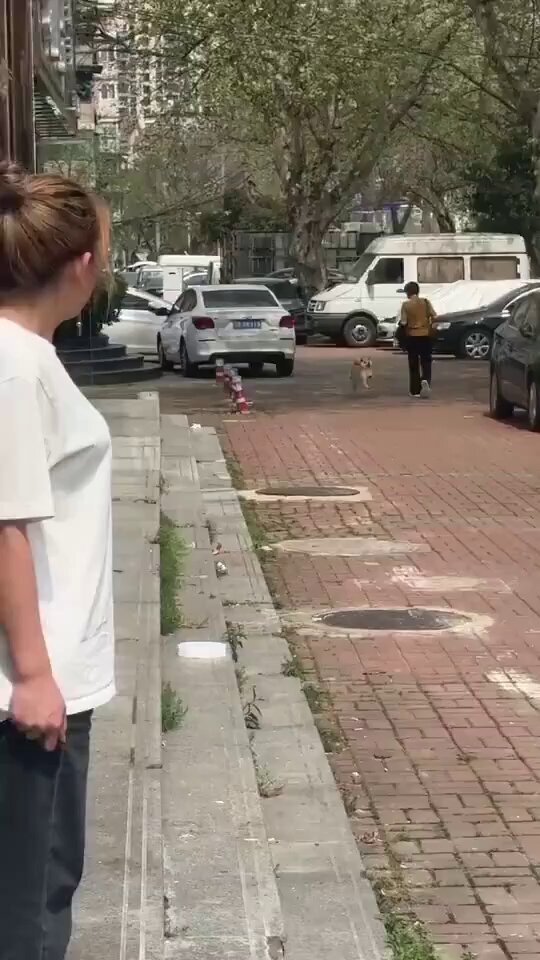 The image features a woman standing on a sidewalk next to a brick road, with a dog walking beside her. The dog appears to be excited about meeting someone new. In the background, there are several cars parked along the street, including a white van and other vehicles. A person can also be seen in the distance, possibly walking or waiting for something.