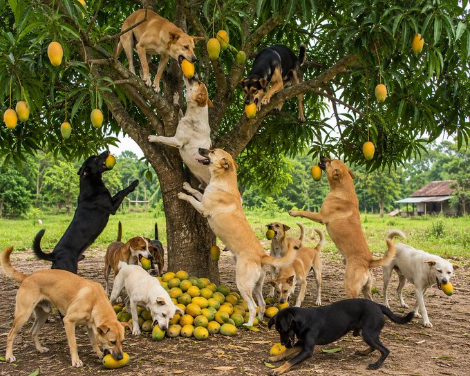 The image features a group of dogs gathered around a tree filled with mangoes. There are at least 13 dogs visible in the scene, some standing near the tree while others are closer to the ground or interacting with each other. The dogs appear to be enjoying themselves as they play and eat from the tree. The post about the mango tree seems to have been shared on social media, possibly by one of these dog owners who wanted to share a fun moment with their pets.