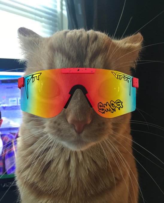 A fluffy tabby cat rocks a pair of vibrant "Pit Vipers" sunglasses with rainbow lenses and graffiti-style graphics, looking hilariously cool and "moggish." The image perfectly matches the post's vibe—dressing up the kitty in trendy shades to embrace his most confident, "goggled-up" self.