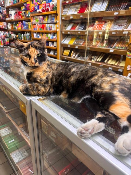 A calico cat lounges on top of a glass display case in what appears to be a convenience store or shop, with shelves of products visible behind it.
