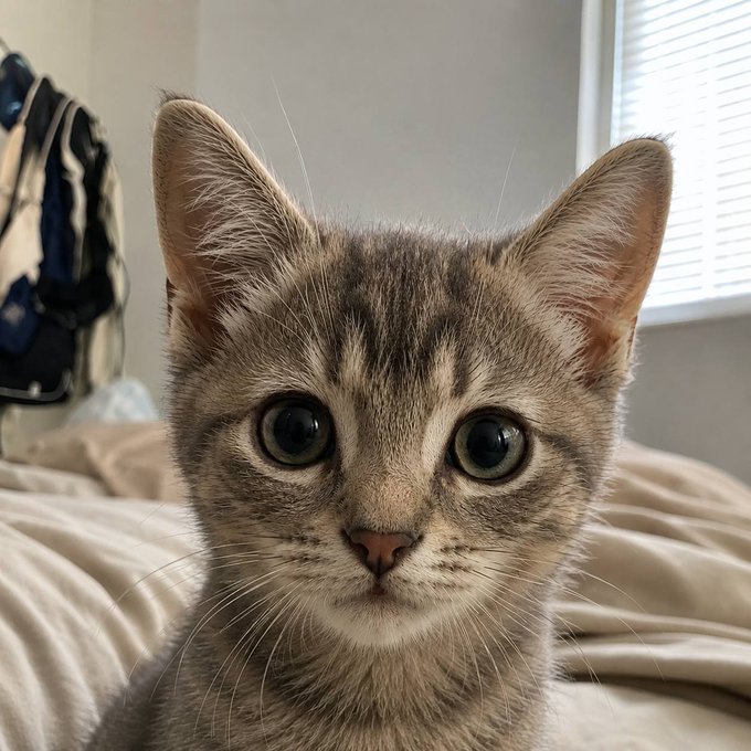 A close-up portrait of an adorable tabby kitten with big green eyes, sitting on a bed and looking directly at the camera, fitting the "cutest cat" meme narrative being applied to a new Solana project launch.
