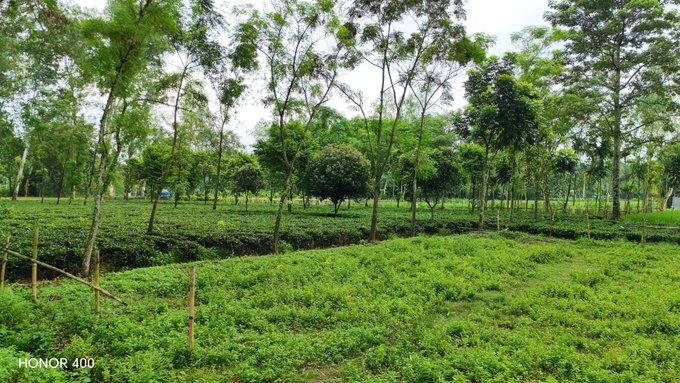 A lush green tea plantation with neatly trimmed rows of bushes beneath tall trees, watermarked 'HONOR 400' in the corner.
