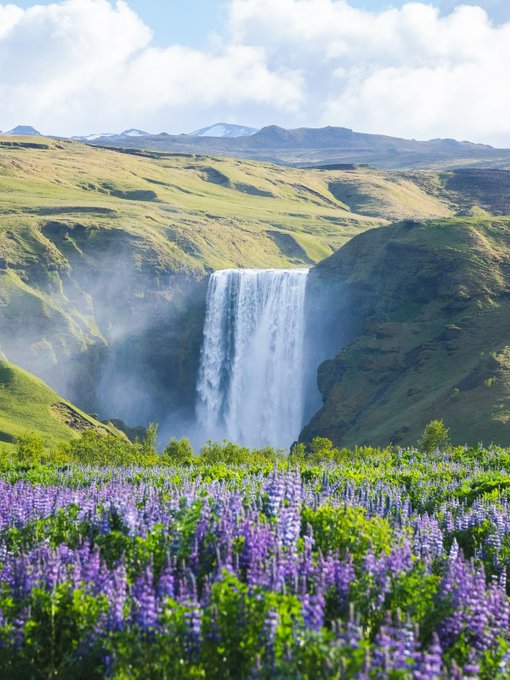 A cascading waterfall tumbles down mossy cliffs in the lush Icelandic highlands, framed by a vibrant field of purple lupines in the foreground.

The image beautifully captures the breathtaking natural beauty of Iceland—the kind of destination the poster is traveling to. The dramatic waterfall (likely Skógafoss) and the carpet of purple lupine flowers in bloom reflect the very scenery that justifies Iceland's famously high travel costs, tying directly into the post's joke about needing extra income to afford the trip.