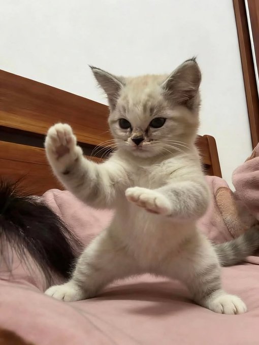 A small light-colored kitten standing on its hind legs on a pink blanket, raising one paw in a martial arts pose.