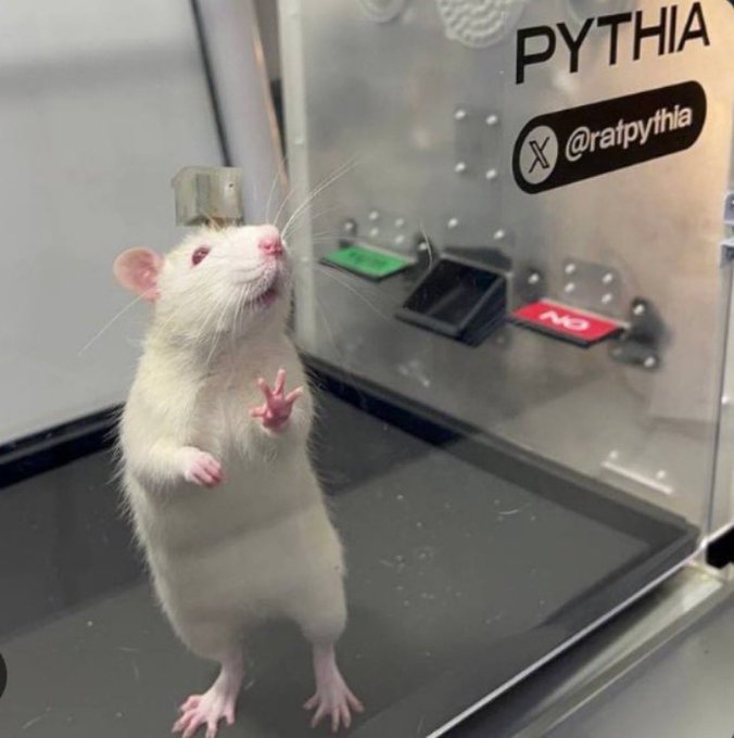 A white rat standing on its hind legs in what appears to be a lab testing chamber labeled 'PYTHIA @ratpythia' with red and green buttons visible.