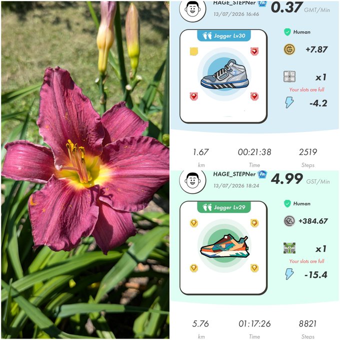 A deep burgundy daylily with a yellow throat blooms in a garden alongside two StepN app screenshots dated 13/07/2026 showing jogging activities: a Jogger Lv30 earning +7.87 GMT at 0.37 GMT/Min (1.67km, 2,519 steps) and a Jogger Lv29 earning +384.67 GST at 4.99 GST/Min (5.76km, 8,821 steps), both displaying "Your slots are full" and the username "HAGE_STEPNer," visually accompanying the post's activation code (08815268) and earnings.