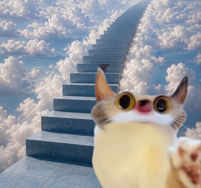 A surreal image of a wide-eyed cat looking at the camera while floating among clouds, with stone stairs ascending into the sky behind it.