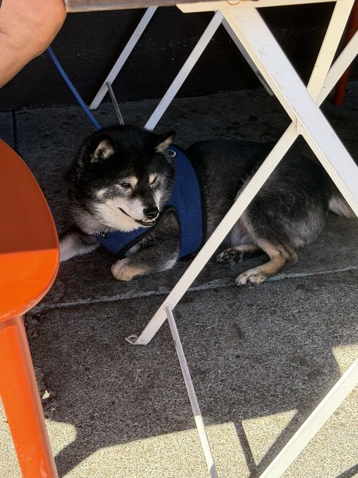 A black and tan Shiba Inu dog wearing a blue harness rests on the ground under a white metal frame, next to an orange chair leg.