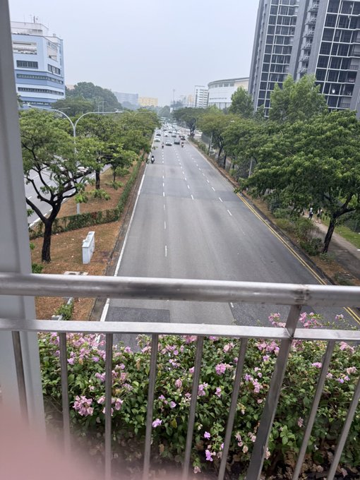 A view from a balcony with a metal railing overlooks a multi-lane road lined with trees and buildings, with pink flowers blooming in the foreground.