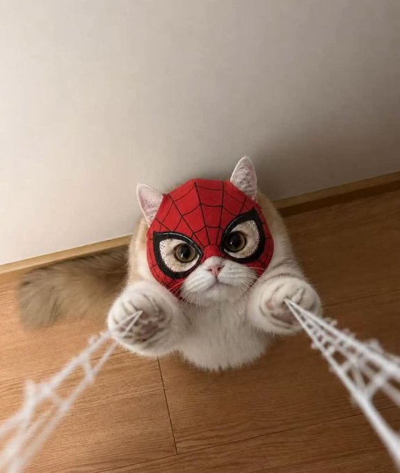 A white cat wearing a Spider-Man mask with arms raised in a web-slinging pose on a wooden floor.