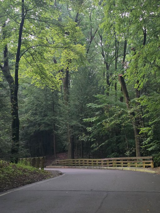A paved road winds through a dense, misty forest and crosses a wooden bridge, with lush green canopy towering overhead on an overcast day—capturing the essence of getting outside despite gloomy weather. The image embodies the post's message of embracing nature on Day 33 of the #ProofOfGrass streak, reinforcing the $TOUCHGRASS movement's call to literally touch grass.