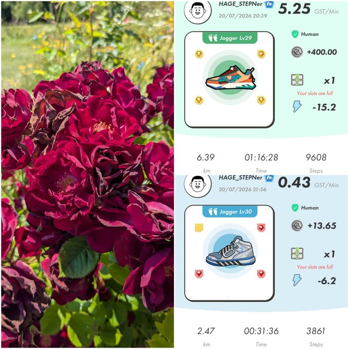 A split image showing red roses on the left and two StepN app screenshots on the right displaying Jogger Lv29 and Lv30 NFT sneakers with earnings of 5.25 and 0.43 GST/Min respectively from user HAGE_STEPner.