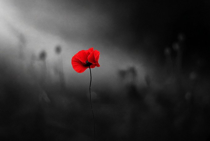 A striking artistic photograph of a single bright red poppy flower standing in sharp focus against a desaturated black and white background of a blurred field.
