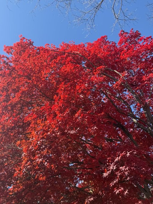 A vibrant red maple tree stands against a clear blue sky, showcasing bright autumn foliage.