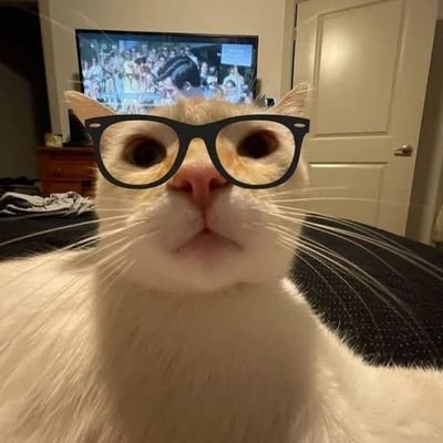 A close-up photo of a white and orange cat wearing black-rimmed glasses, with a television visible in the background.