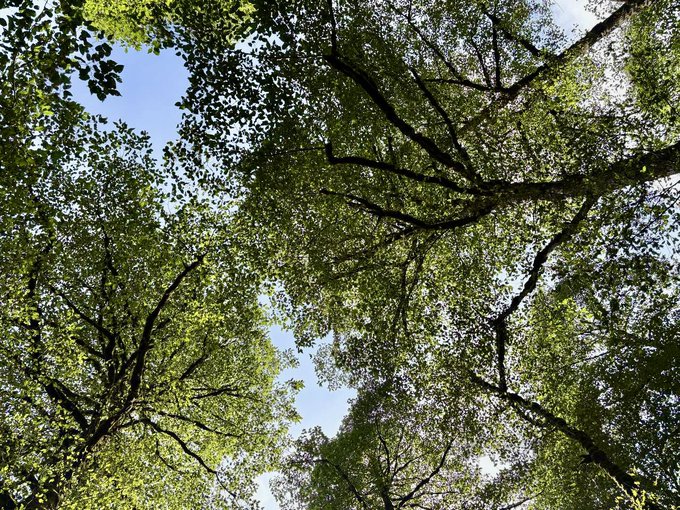 A view looking up through a dense canopy of green tree branches against a bright blue sky, suggesting leaves on the verge of falling, mirroring the post's metaphor about shedding and making room for new growth.
