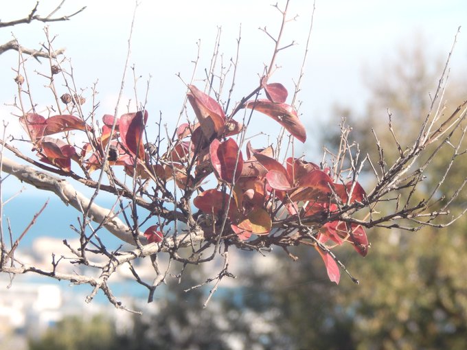 A close-up nature shot shows a tree branch with sparse, reddish-brown leaves and bare twigs against a soft blue sky with blurred greenery and water in the background.
