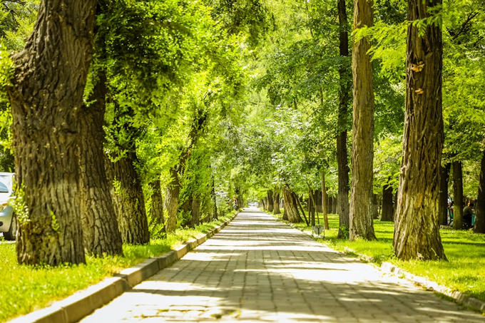 A scenic tree-lined pathway with large mature trees on both sides, bright sunlight filtering through the green canopy onto a paved walkway.