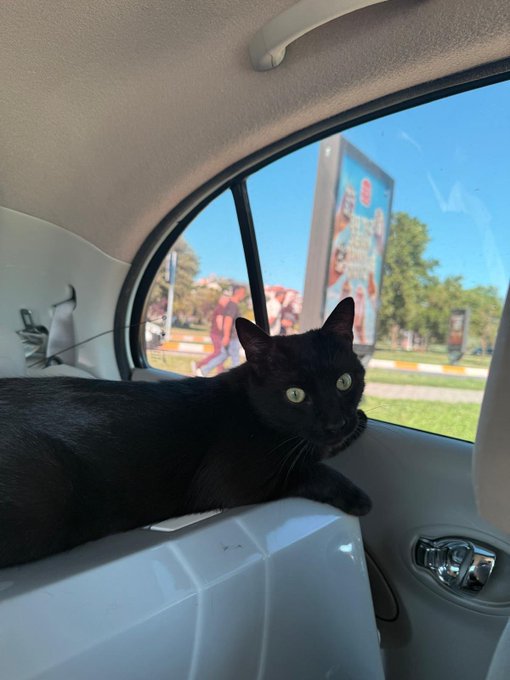 A black cat lounges comfortably on the back window ledge of a car, gazing out with bright eyes at a sunny street scene with a billboard in view—living the ultimate relaxed, carefree life that the caption "I lowkey wish I was you" envies.