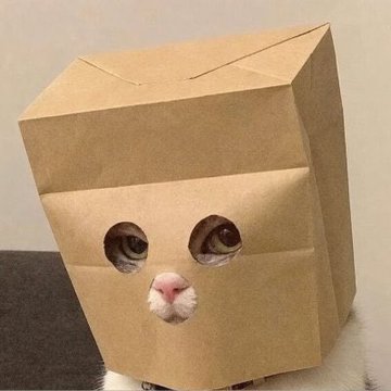 A humorous image of a cat peering through eye holes cut into a brown cardboard box that completely covers its head.
