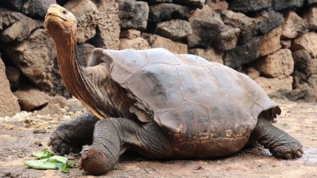 A large tortoise with a brown shell extends its long neck upward near a stone wall, with a green vegetable on the ground.