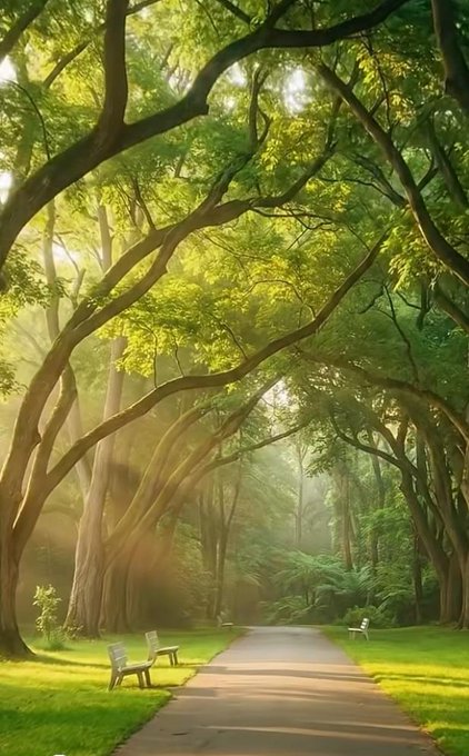 The image shows a serene park scene with a long, tree-lined path that leads through the center of the frame. There are two benches along this path, one closer to the left side and another further back towards the right. The sun is shining brightly in the background, casting light on the trees and creating an inviting atmosphere for visitors to enjoy the peaceful surroundings.