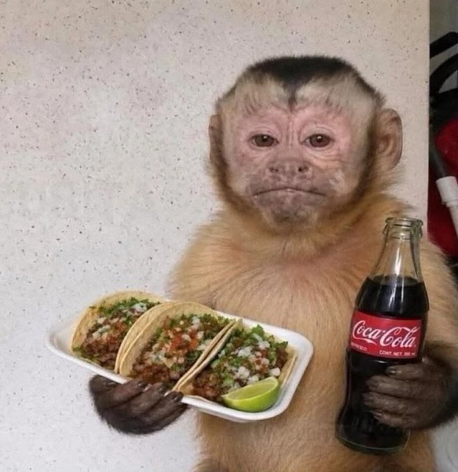 A photograph of a capuchin monkey sitting and holding a tray with three tacos topped with cilantro and onions alongside a bottle of Coca-Cola, set against a speckled countertop background.