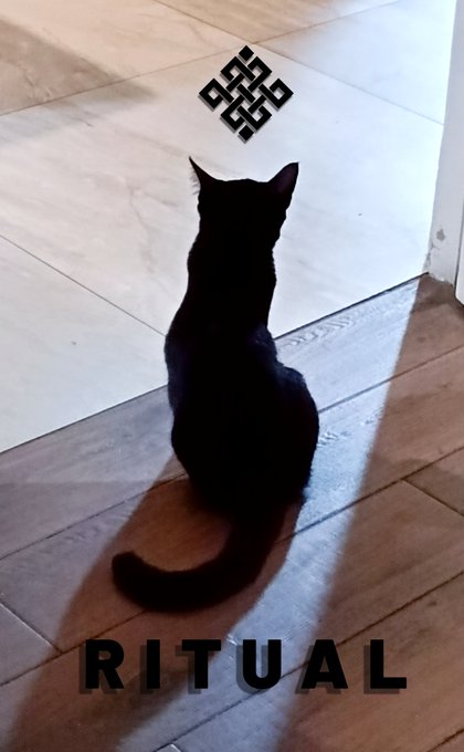 A black cat sits silhouetted on a wooden floor looking toward a tiled area, with a decorative endless knot symbol above and the word 'RITUAL' displayed below.
