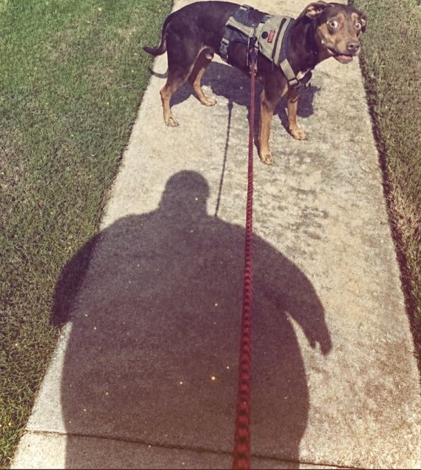 A chocolate-brown dog in a harness stands on a sunlit sidewalk with its leash stretched toward the camera, casting a large human shadow in front of it. The image humorously illustrates the "Memecoin trader takes his dog out on a walk" caption by visually playing on the crypto term "going for a walk"—just as memecoins go on volatile price walks, the owner is literally taking his pup out for a stroll.