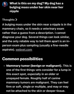 A screenshot of a Bing AI answer addressing a question about a dog's bulging mass near her nipple, explaining it could be a mammary tumor and recommending veterinary examination.