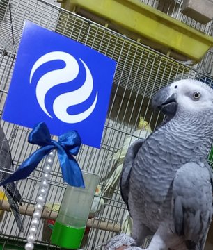 The image features a gray parrot perched inside its cage, which has a blue ribbon tied around one end. The bird appears to be looking at something off-camera or engaging with an unseen object. In the background, there are two other birds visible in their cages. A sign is also present in the scene that reads "Picnic with the kids??? Full of surprises, running around, and endless questions.. Sometimes more volatile than the market itself". The focus on the parrot's cage and its surroundings suggests a connection to the post about picnics or children.