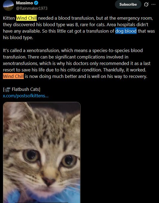 The image shows an X (Twitter) post by user @Rainmaker1973 about a kitten named Wind Chill who received a dog blood transfusion (xenotransfusion) due to his rare B blood type, and is now recovering. The accompanying text appears to be unrelated spam/promotional content, bearing no clear connection to the heartwarming medical story shown in the screenshot.