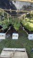 A small low-resolution photo showing a garden area with green plants, some landscaping stone, and white bags or containers on the ground.